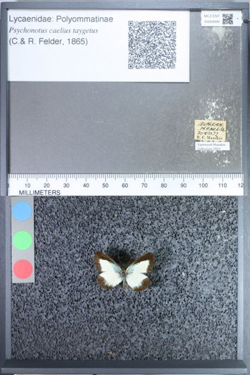 Media type: image;   Entomology 69999